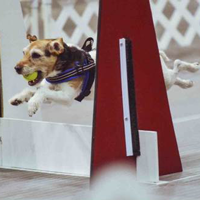 Sydney - Silver Stars